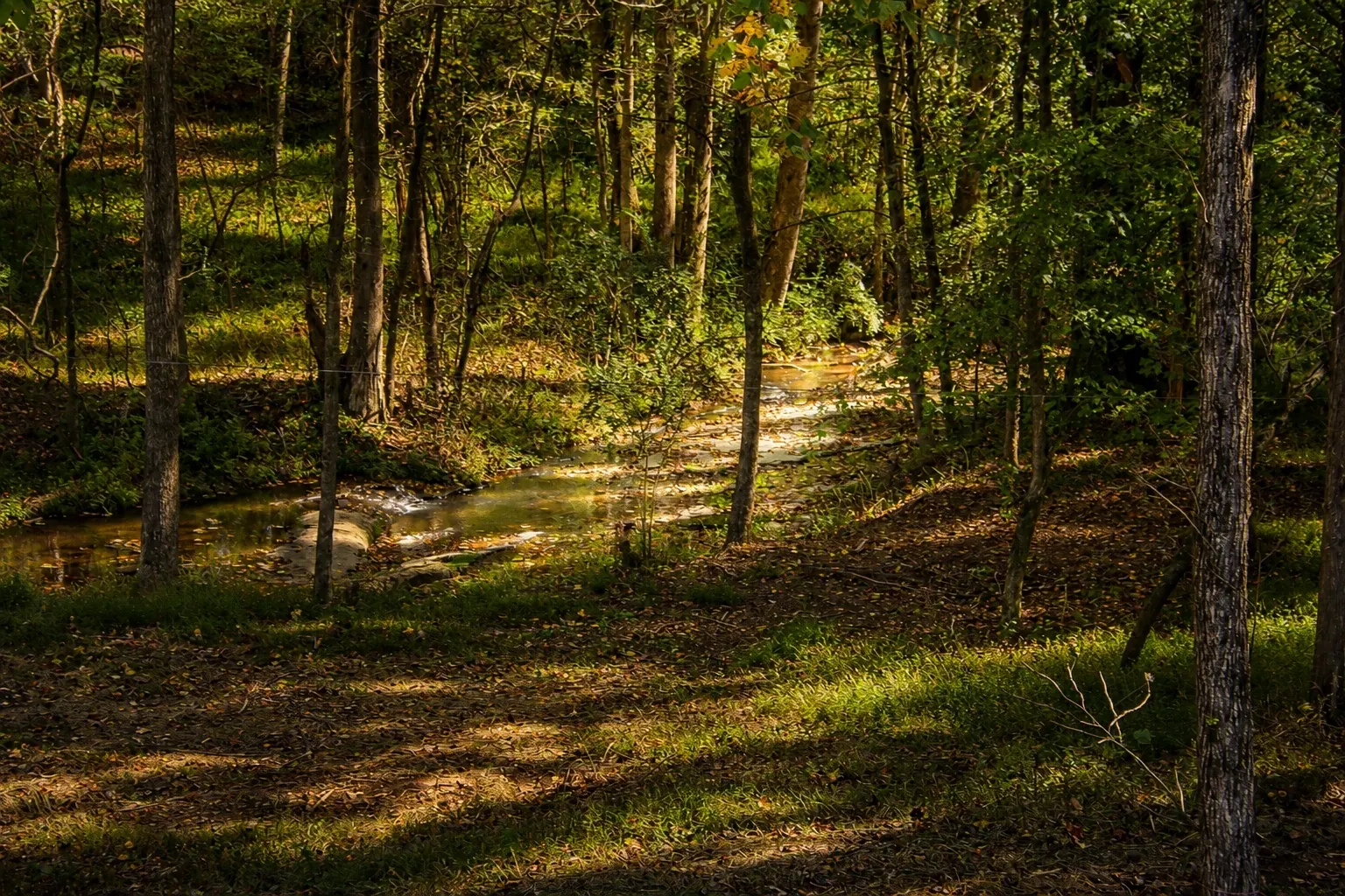 Papa's Creek winding through the shaded woods beside the venue