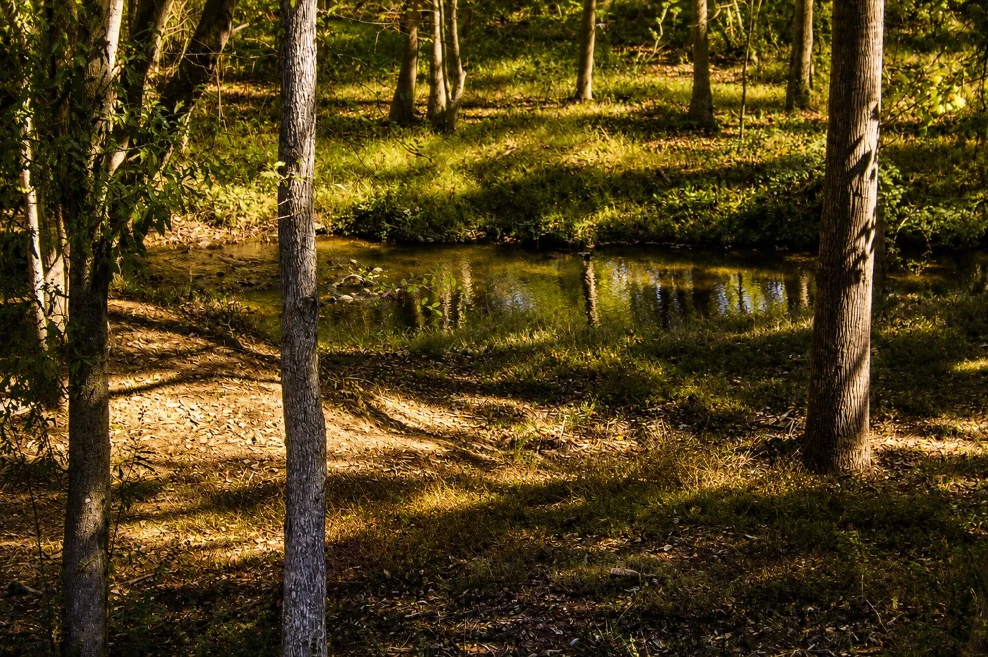 A quiet bend in Papa's Creek surrounded by trees