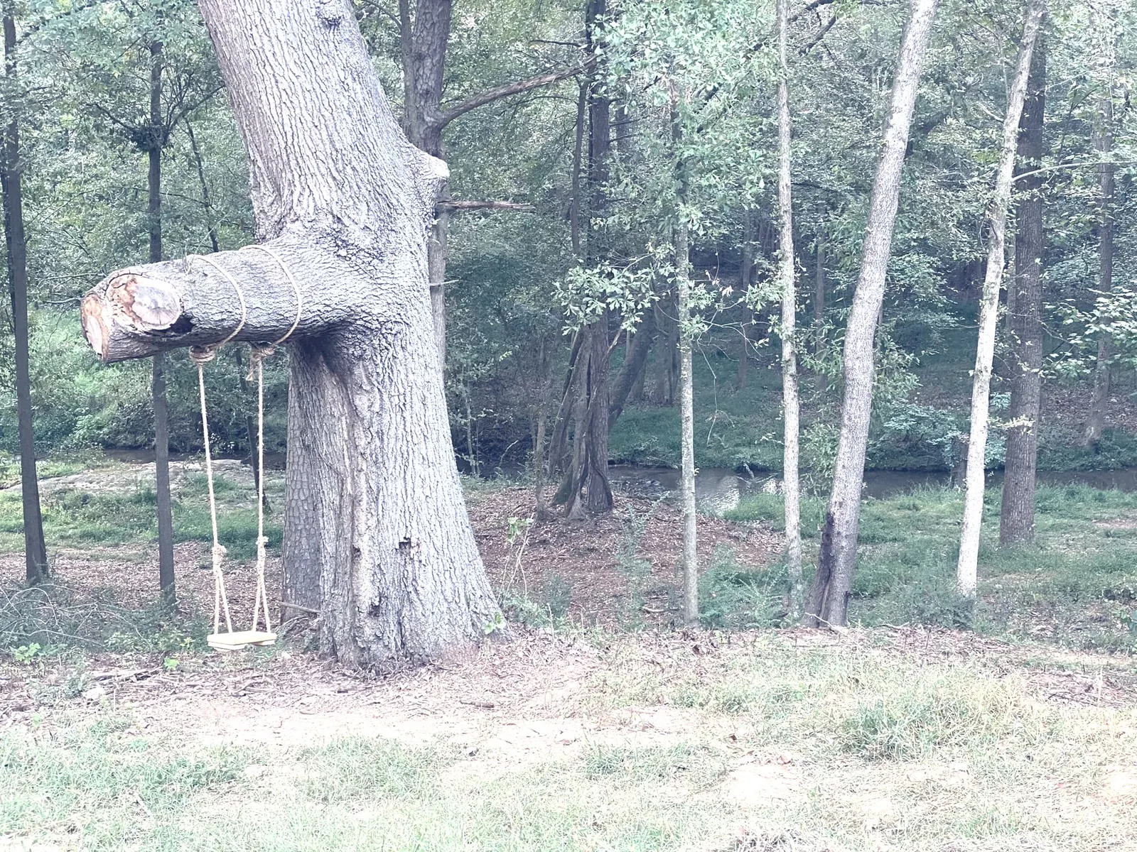 Rope swing hanging from oak tree near Papa's Creek at The Shed wedding venue, Lavonia Georgia
