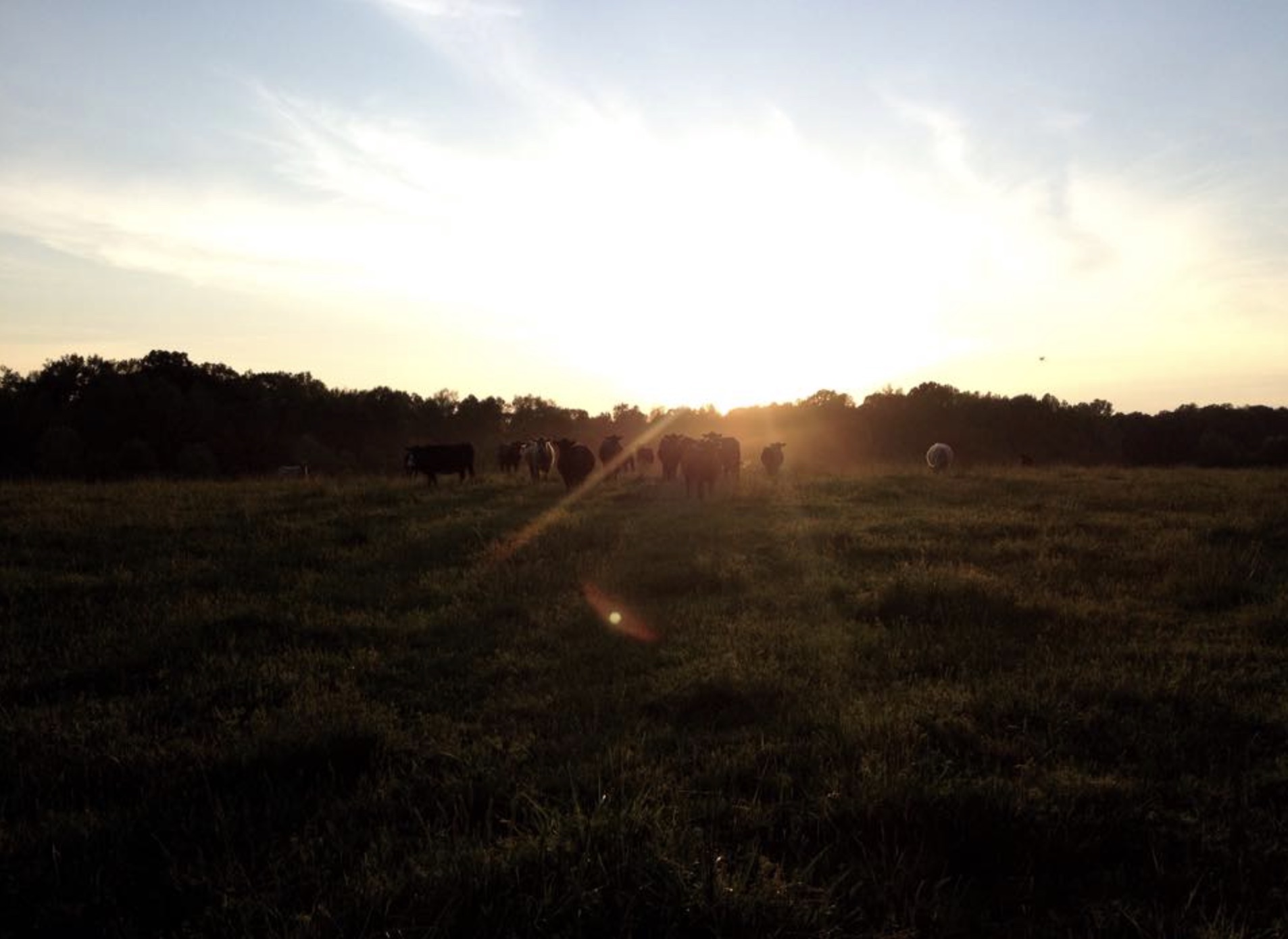Cattle grazing across the farm as the sun sets behind the trees